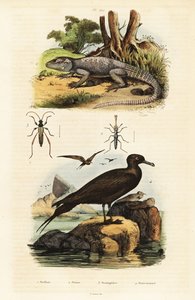Agama de roca y jaeger parástico.,1834-1839 (grabado) de Unbekannter Künstler