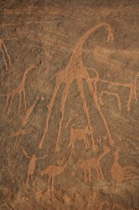 Arte rupestre, Prehistoria: Grabado de jirafas, avestruces, ovejas y personajes en el macizo de Uweinat, Sudán (Karkur-Talh o Karkur Talh). Período de 8000 a 3000 años a.C. Fotografía