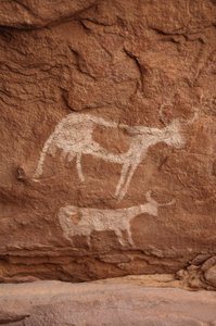 Arte rupestre, Prehistoria: Pintura rupestre de dos vacas con cuernos grandes en un refugio ornamentado, en el macizo de Uweinat, Sudán (Karkur-Talh o Karkur Talh). Período de 8000 a 3000 años a.C. Fotografía de Unbekannt