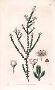 Rock thryptomene, Thryptomene saxicola (Arbusto rocoso del suroeste de Australia) (Baeckea pétrea, Baeckea saxicola). Grabado en cobre coloreado a mano por Swan a partir de una ilustración de William Jackson Hooker del "Botanical Magazine" de Samuel Curtis de Unbekannter Künstler