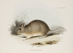 Roedor, c 1832-1836