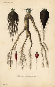 Verduras de raíz de Unbekannt