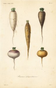 Verduras de raíz, racines alimentaires