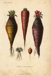 Verduras de raíz, raíces alimenticias de Unbekannt