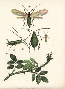 Pulgón rosado, Aphis rosae, sobre rosal. Litografía coloreada a mano de la Galería de Historia Natural de Georg Friedrich Treitschke, Naturhistorischer Bildersaal des Thierreiches, Liepzig-1842. de Unbekannter Künstler