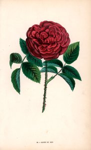 Rosa del Rey, un híbrido obtenido de la rosa Portland, Rosa portlandica, por Monsieur Souchet en Sevres.