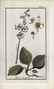 Pirola de hoja redonda (Pyrola rotundifolia). Litografía de "Afbeelding der Artseny-Gewassen" de Johannes Zorn (1739-1799), Países Bajos. de Unbekannter Künstler