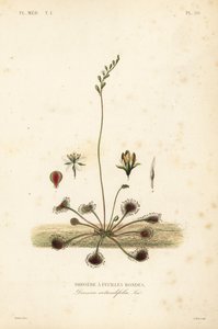 Rocío de sol de hojas redondas, Drosera rotundifolia de Unbekannt