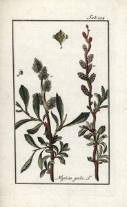Pimienta real o mirto de los pantanos (Myrica gale). Litografía de "Afbeelding der Artseny-Gewassen" de Johannes Zorn (1739-1799), Países Bajos. de Unbekannter Künstler