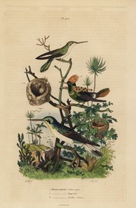 Colibrí de cola rufa, Amazilia tzacatl, coqueta crestada, Lophornis ornatus, y hada de orejas negras, Heliothryx auritus Oiseau-mouche ventre gris, huppe col, oreilles d