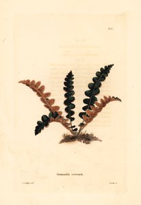 Helecho de espalda rojiza, Ceterach officinarum (Grammitis ceterach). Grabado en cobre coloreado a mano por George Cooke según George Loddiges del Gabinete Botánico de Conrad Loddiges, Hackney.