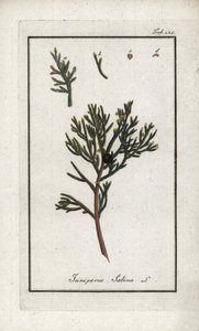 Enebro sabino (Juniperus sabina). Litografía de "Afbeelding der Artseny-Gewassen" de Johannes Zorn (1739-1799), Países Bajos.
