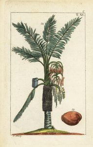 Palmera sagú, Metroxylon sagu.