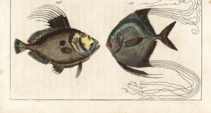 Santa piedra (o gallina de mar, doree o zee) - hilo de zapatero (o carangue de pluma) - John Dory, Zeus faber 126, y pámpano africano, Alectis ciliaris 127. Grabado en cobre coloreado a mano de la Enciclopedia de Historia Natural de Gottlieb Tobias Wilhelm de Unbekannter Künstler