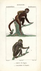 Sajou o saphogano o capuchino y saimiri o mono ardilla - Eau forte de Jean Gabriel Pretre (1780-1845), grabado por Carnonkel, para el diccionario de ciencias naturales: mamíferos de Frederic Cuvier, editado por Pierre Jean Francois Turpin (1775-1840), publ de Unbekannter Künstler
