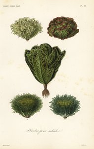 Verduras para ensaladas, plantes pour salades