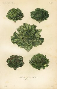 Verduras para ensaladas, plantes pour salades
