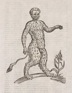 Satyri altera species de Unbekannt