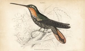 Ermitaño pico de sierra, Ramphodon naevius (Spotted saw-billed hummingbird). Grabado en acero coloreado a mano por William Lizars de la Naturalist