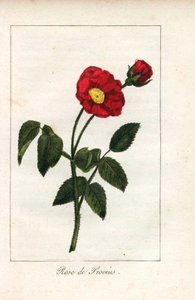 Rosa escarlata de Provenza, rosa de Provins, Rosa gallica. Grabado en cobre coloreado a mano de una ilustración de la Srta. Prudhomme de "Hommage rendu a la Rose", París, hacia 1815. Libro de regalo con la historia de la rosa y una docena de miniaturas bot de Unbekannter Künstler