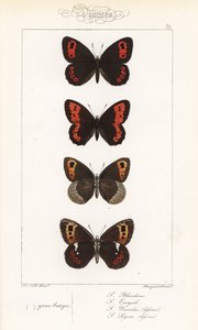 Argus escocés, Erebia aethiops, camachuelo grande, Erebia euryale, camachuelo otoñal, Erebia neoridas (ventral), y castaño de Arran, Erebia ligea (ventral). Grabado en acero coloreado a mano por los hermanos Pauquet a partir de una ilustración de Alexis Ni de Unbekannter Künstler