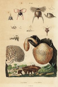 Caracoles marinos, Diacavolinia limbata y Diacria trispinosa 1-10, y hongos Hydnum, seta de erizo, Hydnum repandum 14, hongo coral, Hericium coralloides 12, etc de Unbekannt