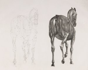 Segunda capa disecada de un caballo, vista trasera