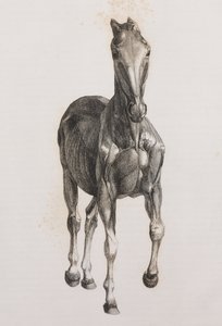 Segunda capa disecada de un caballo, vista frontal de Unbekannt