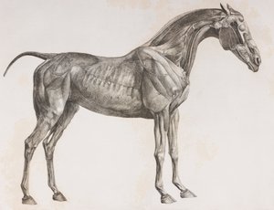 Segunda capa disecada de un caballo, vista lateral