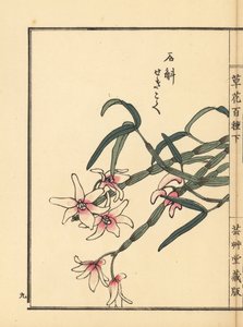 Sekkoku, dendrobium de Mohl u orquídea de piedra japonesa, Dendrobium moniliforme. Grabado en madera coloreado a mano por Kono Bairei de Kusa Bana Hyakushu (Cien variedades de flores), Tokio, Yamada. de Unbekannter Künstler
