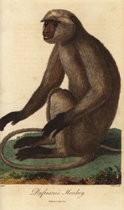Semnopitheque entelle - Langur gris o langur Hanuman, Semnopithecus entellus (mono de Dufresne, Simia entellus) - Grabado en cobre coloreado a mano por J. Pass a partir de una ilustración de Jean Baptiste Audebert del Universal System of Natu de Ebenezer S