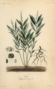 Raíz de serpiente de Seneca o raíz de serpiente de cascabel, Polygala senega, Senega