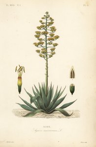 Maguey, Agave americana de Unbekannt