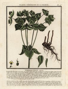 Spurge dentada, Euphorbia serrata. de Unbekannter Künstler