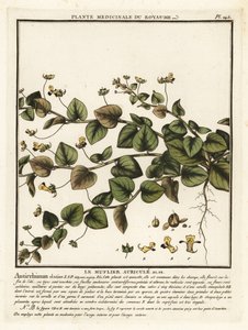 Sharpleaf cancerwort, Kickxia elatine. de Unbekannter Künstler