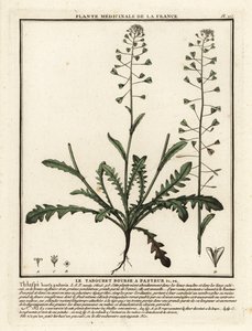 Bolsa de pastor, Capsella bursa-pastoris. de Unbekannter Künstler