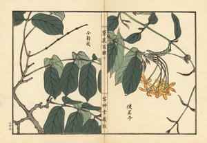 Shikunshi, madreselva china o enredadera de Rangún, Combretum indicum (Quisqualis indica) Grabado en madera coloreado a mano por Kono Bairei de Kusa Bana Hyakushu (Cien variedades de flores), Tokio, Yamada de Unbekannter Künstler