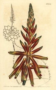 Aloe de hojas cortas, Aloe brevifolia var de Unbekannt