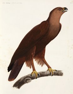 Shrill Eagle, Egipto de Unbekannter Künstler