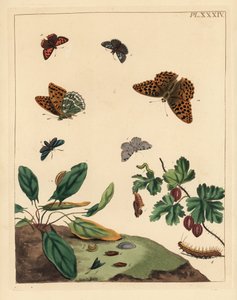 Argynnis paphia, Adscita statices, Halia vauaria, Lycaena phlaeas, Erynnis tages y Ribes grossularia. Litografía coloreada a mano de Unbekannter Künstler