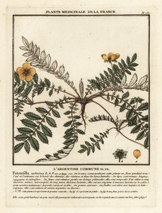 Plata, Potentilla anserina.