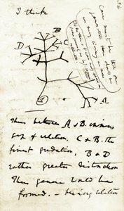 Boceto de Charles Darwin (1809-1882) de su primer cuaderno "Transmutación de las especies": se trata de su primer diagrama referido a su teoría de la Evolución. 1837 de Unbekannter Künstler
