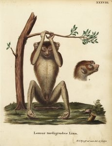 Lémur de paso lento o loris esbelto rojo, Loris tardigradus. En peligro de extinción. Lemur tardigradus Linn. Plancha de cobre coloreada a mano dibujada y grabada según el natural por Hermann Jakob Tyroff de la obra de Johann Christian Daniel Schreber Anim de Unbekannter Künstler