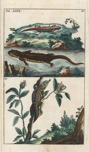 Tritón liso o común y lagarto de arena - Agua fuerte de Gottlieb Tobias Wilhelm (1758-1811), de Encyclopedie of Natural History: Anfibios de Unbekannter Künstler