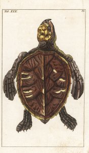 Tortuga Snack o Tortuga de Escamas - Agua Fuerte por Gottlieb Tobias Wilhelm (1758-1811), de Encyclopedie of Natural History: Anfibios de Unbekannter Künstler