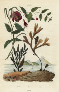 Fritilaria meleagris 1, fucsia colibrí, Fuchsia magellanica 2, alga dentada, Fucus serratus 3 y Fucus siliqueux 4. Fritilaria, Fucsia, Fucus de Unbekannt