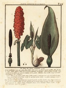 Cabeza de serpiente, Arum maculatum.