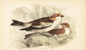 Escribano de las nieves, Plectrophenax nivalis.1889 (grabado) de Unbekannter Künstler
