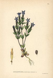 Genciana de las nieves, Gentiana nivalis