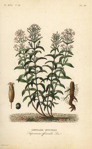 Jabonera, Saponaria officinalis de Unbekannt